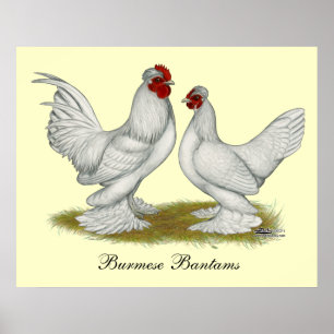 Póster Bantams de Birmania