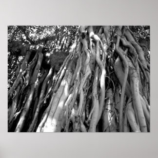 Póster Banyan