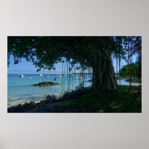 Póster Banyan en la playa