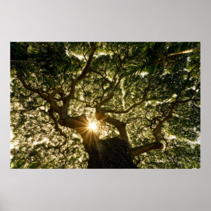 Póster Banyan Tree Canopy Sunstar