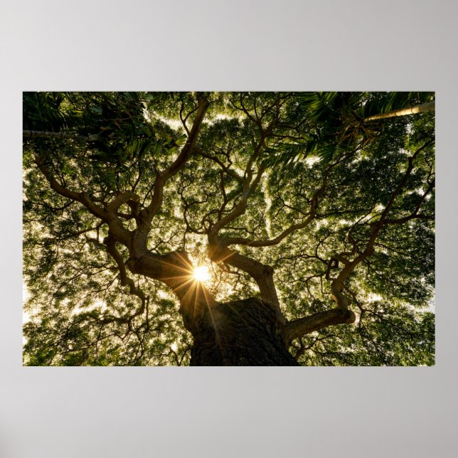 Póster Banyan Tree Canopy Sunstar (Frente)