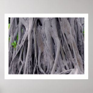 Póster Banyan Tree Trunk