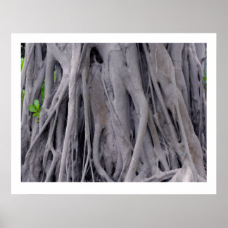 Póster Banyan Tree Trunk
