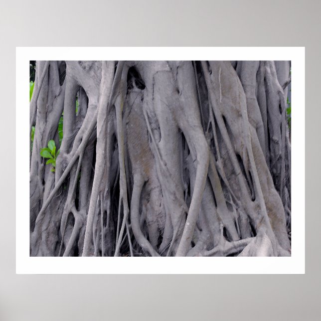 Póster Banyan Tree Trunk (Frente)