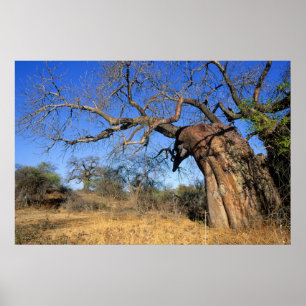 Póster Baobab (Adansonia Digitata), Kruger National