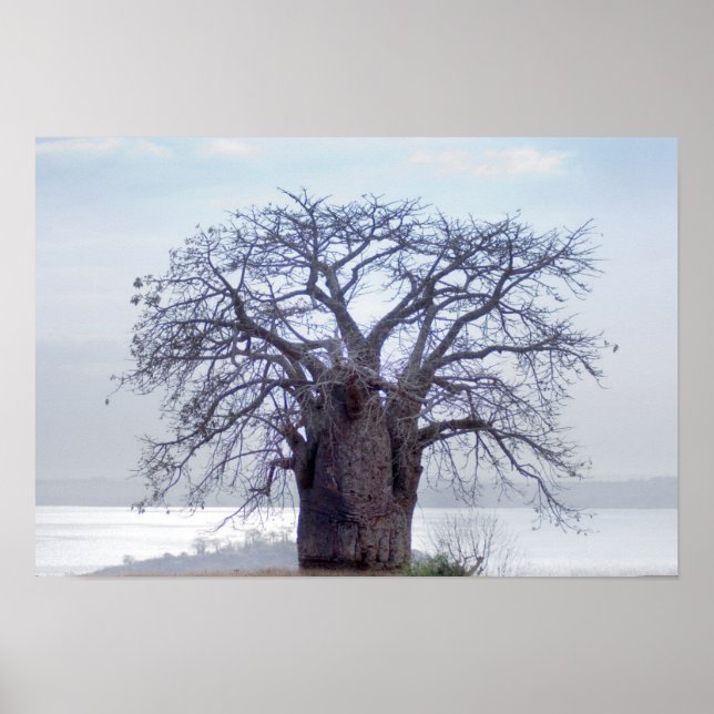 Póster Baobab (Adansonia Digitata), Luanda (Frente)