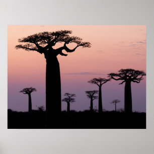Póster Baobab Alley', Madagascar, Morondava, África,