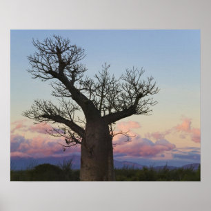 Póster Baobab, Berenty, Toliara, Madagascar