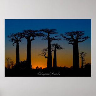 Póster Baobabes de Madagascar