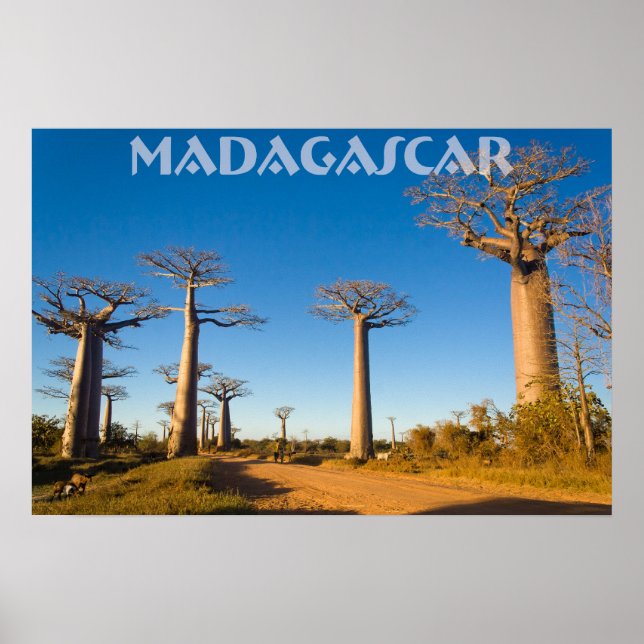 Póster Baobabs (Frente)