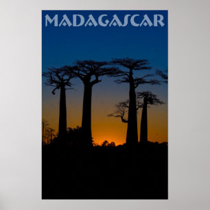 Póster Baobabs