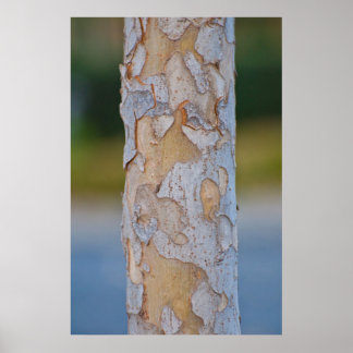 Póster Baraja de árbol
