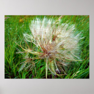 Póster Barba de cabra