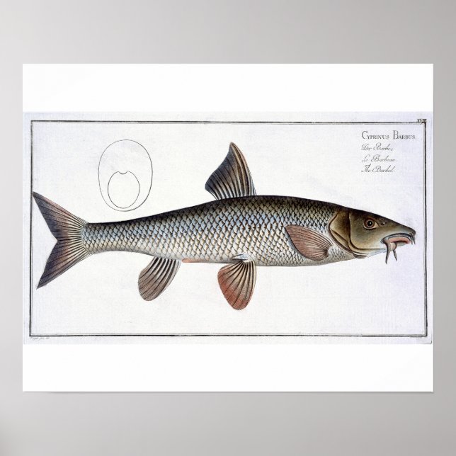 Póster Barbel (Cyprinus Barbus) placa XVIII de Ichthyo (Frente)