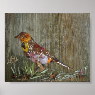 Póster Barbet Bird
