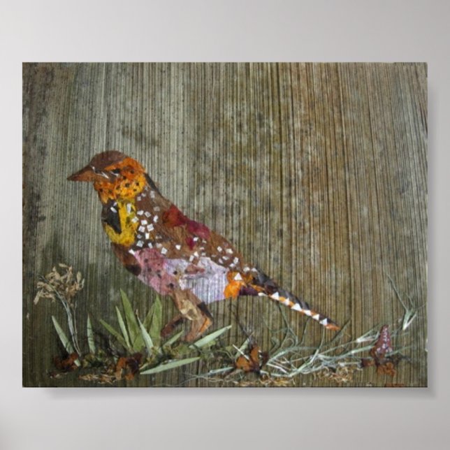 Póster Barbet Bird (Frente)