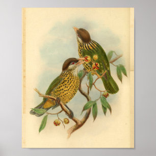 Póster Barbet Cat Bird Green Yellow Vintage Print