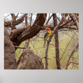 Póster Barbet rojo y amarillo sobre rama