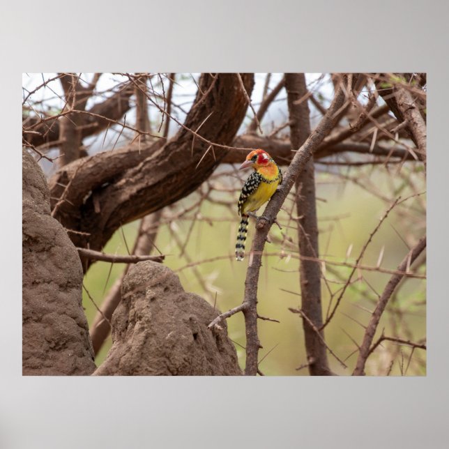 Póster Barbet rojo y amarillo sobre rama (Frente)