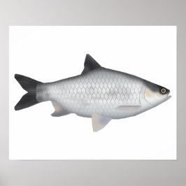 Póster Barbo Oliva