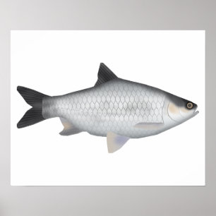 Póster Barbo Oliva