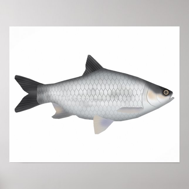 Póster Barbo Oliva (Frente)