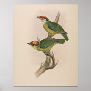 Póster Barbudo de Franklin por John Gould Imprimir