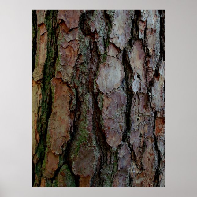 Póster Barca de un pino de Georgia (Frente)