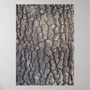 Póster Barca del árbol del avión