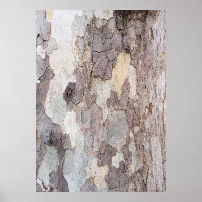 Póster Barca del árbol del avión (Frente)