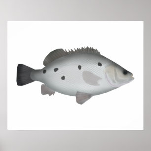 Póster Barcoo Grunter