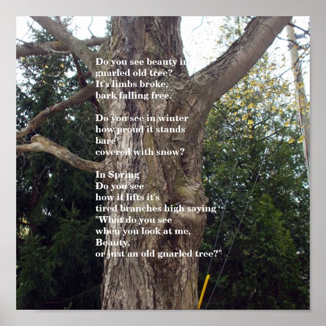 Póster Bare Tree Poem fot Arbor Day (Frente)
