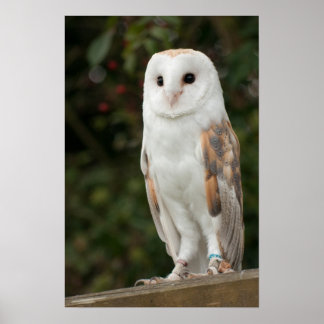 Póster Barn Owl