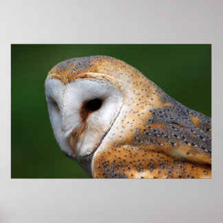 Póster Barn Owl
