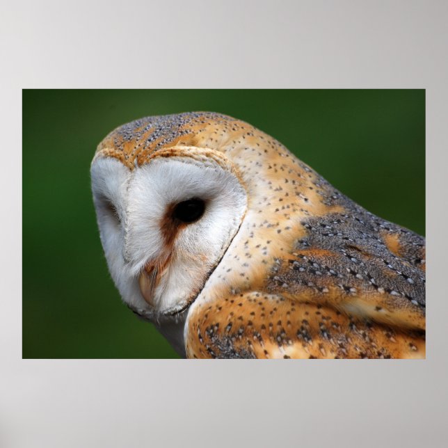 Póster Barn Owl (Frente)
