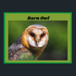 Póster Barn Owl<br><div class="desc">Echa un vistazo a esta fascinante imagen de una hermosa lechuza. Esta imagen se vería estupenda en un dormitorio o una cueva familiar. Si la imagen estuviera enmarcada y colocada detrás del vidrio, sería una adición perfecta a cualquier hogar. Puedes este poster de "búho de granero" en mi tienda de...</div>