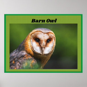 Póster Barn Owl