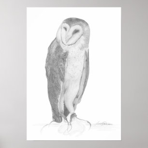 Póster Barn Owl   Art Print