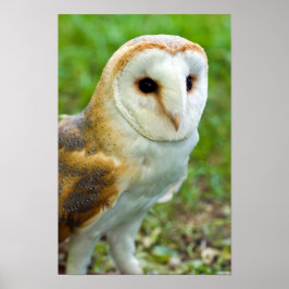 Póster Barn Owl Poster