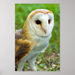 Póster Barn Owl Poster