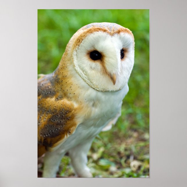 Póster Barn Owl Poster (Frente)