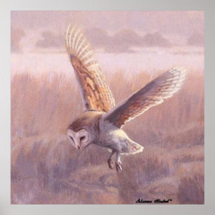 Póster Barn Owl Poster