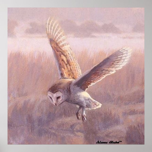 Póster Barn Owl Poster (Frente)