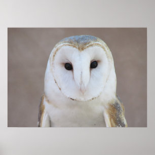 Póster Barn Owl Poster