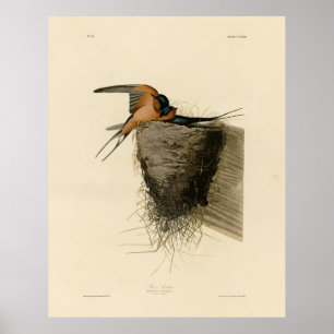 Póster Barn se traga de los pájaros estadounidenses de Au