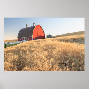 Póster Barn, summer wheat fields near Sprague, Eastern 1