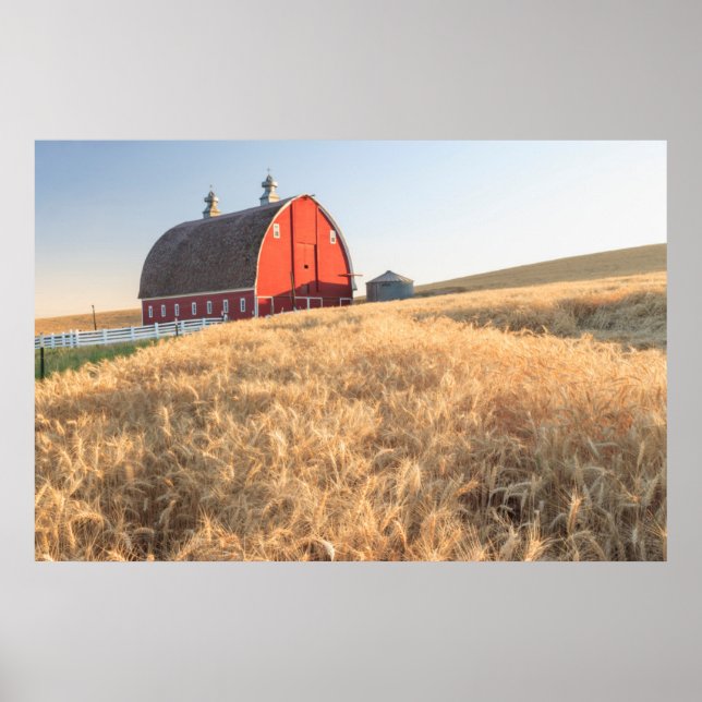 Póster Barn, summer wheat fields near Sprague, Eastern 1 (Frente)