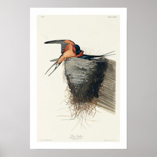 Póster Barn Swallow por Audubon Poster