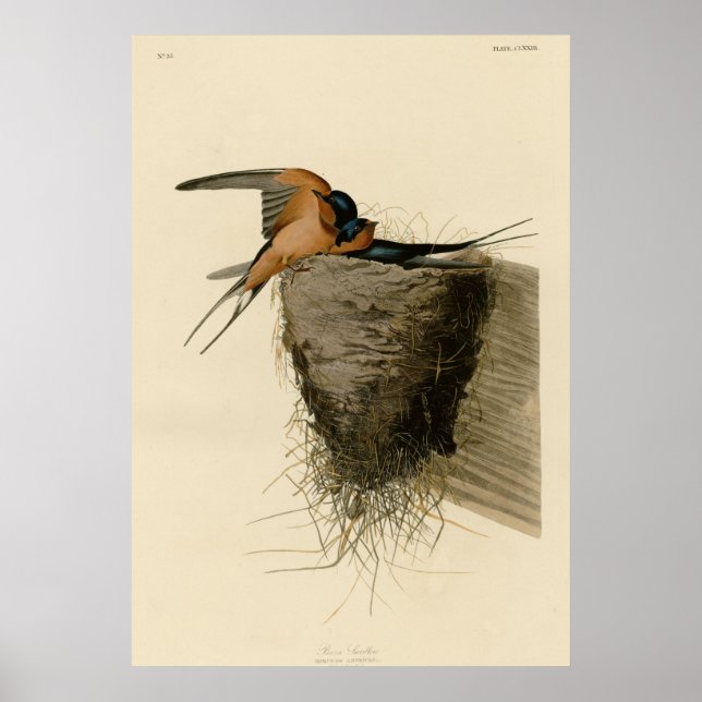 Póster Barn Tragar (Frente)