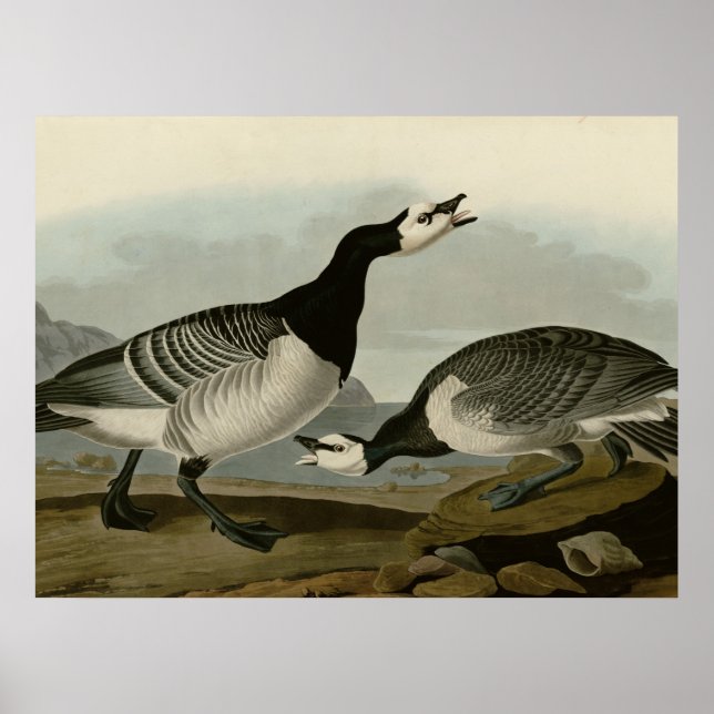 Póster Barnacle Goose (Frente)